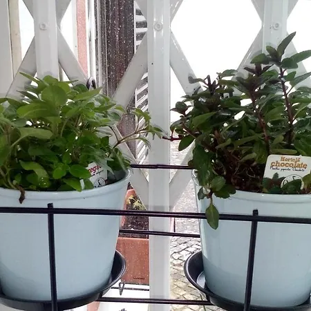 Terraco 오이라스